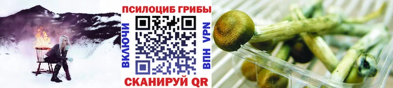 Купить закладки  Сурск  Галлюциногенные грибы мухоморы 